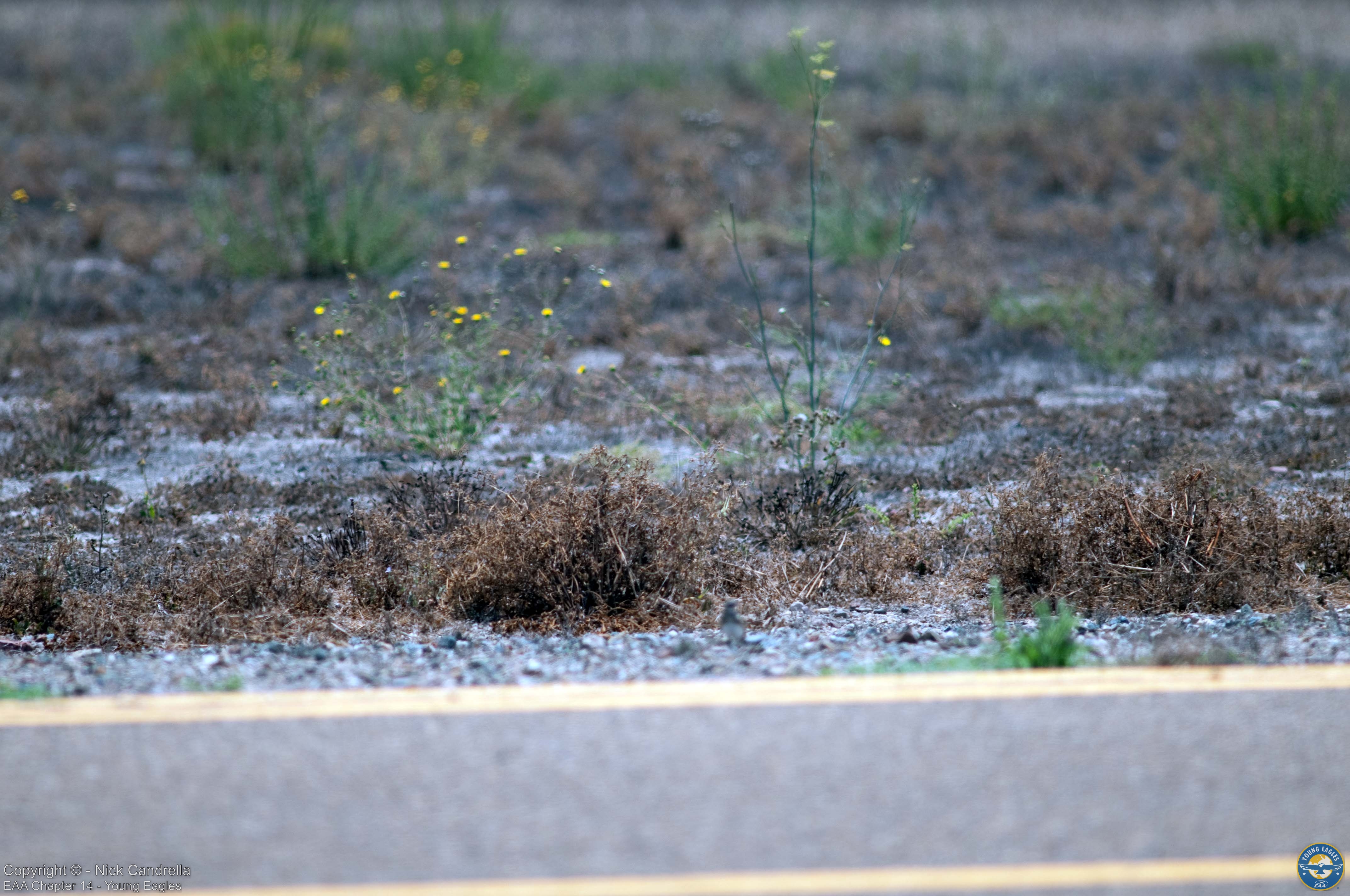 Young Eagles photo 1